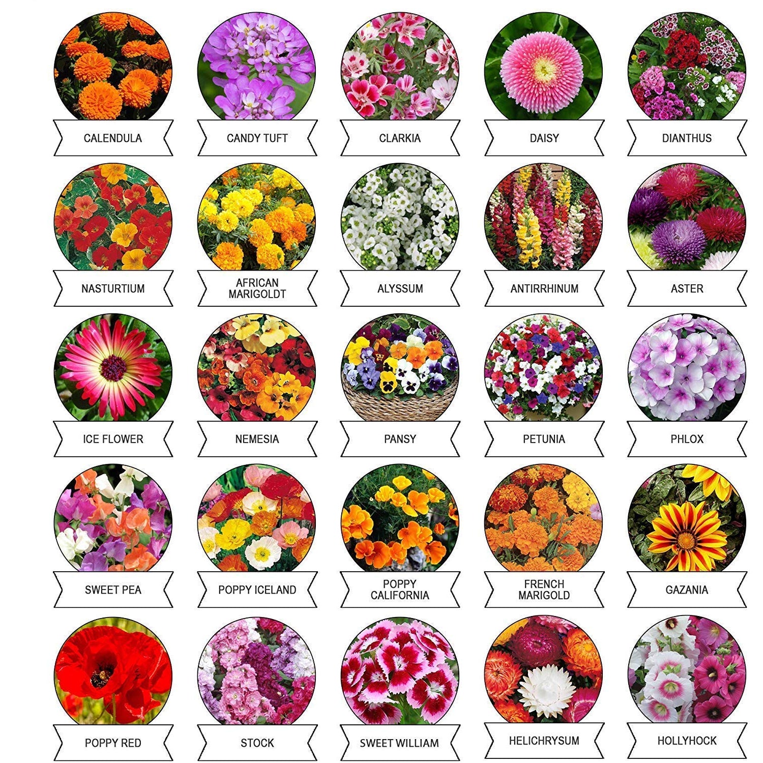 Seeds 20 Varieties of Flower Seeds Combo (1 Pkt / 20 Varieties) - Image 6