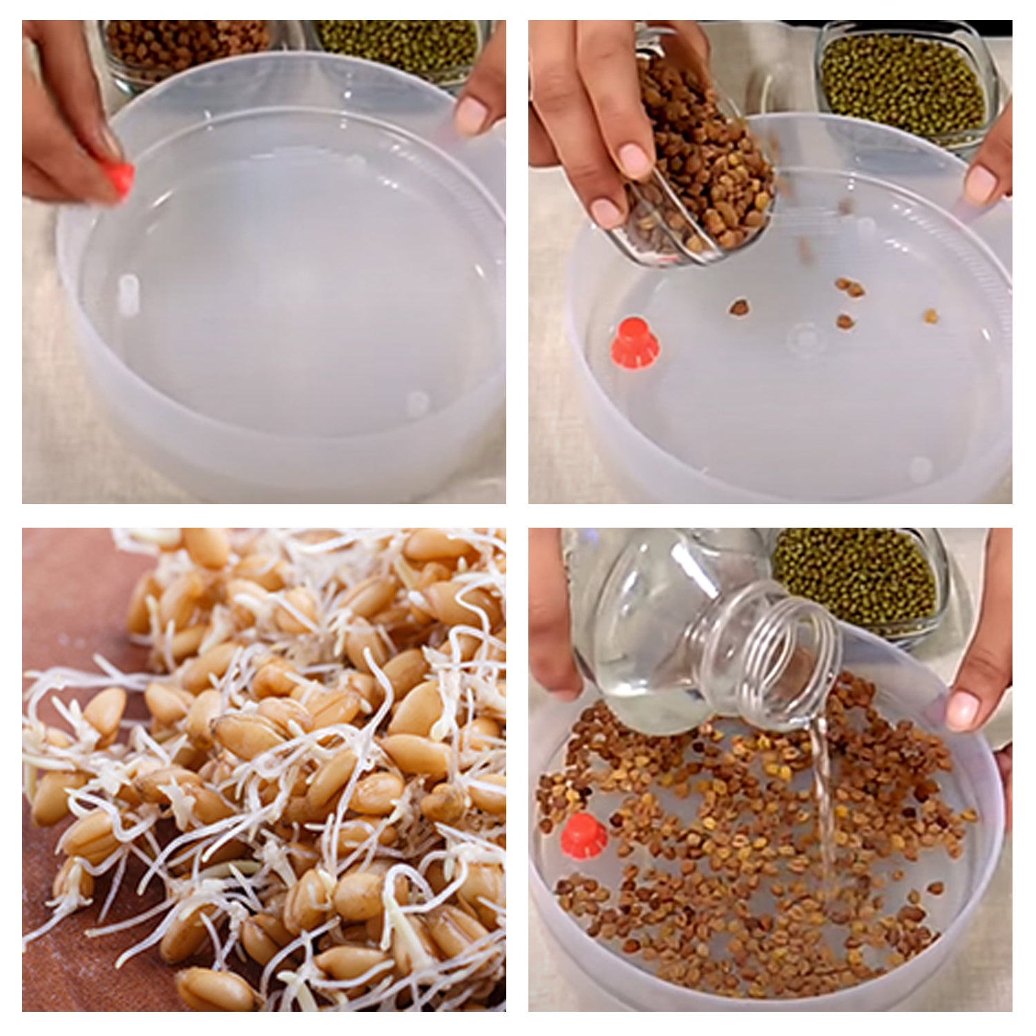 Plastic 4 Compartment Sprout Maker, White - Image 6