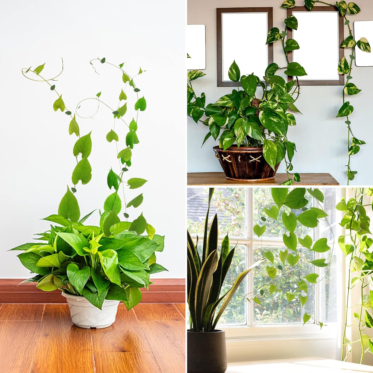 Plant Climbing Wall Fixture Clip Self-Adhesive Hook Vines Traction Invisible Stand Green Plant Clip Garden Wall Clip Plant Support Binding Clip Plants for Indoor Outdoor Decoration (30 Pcs Set) - Image 9